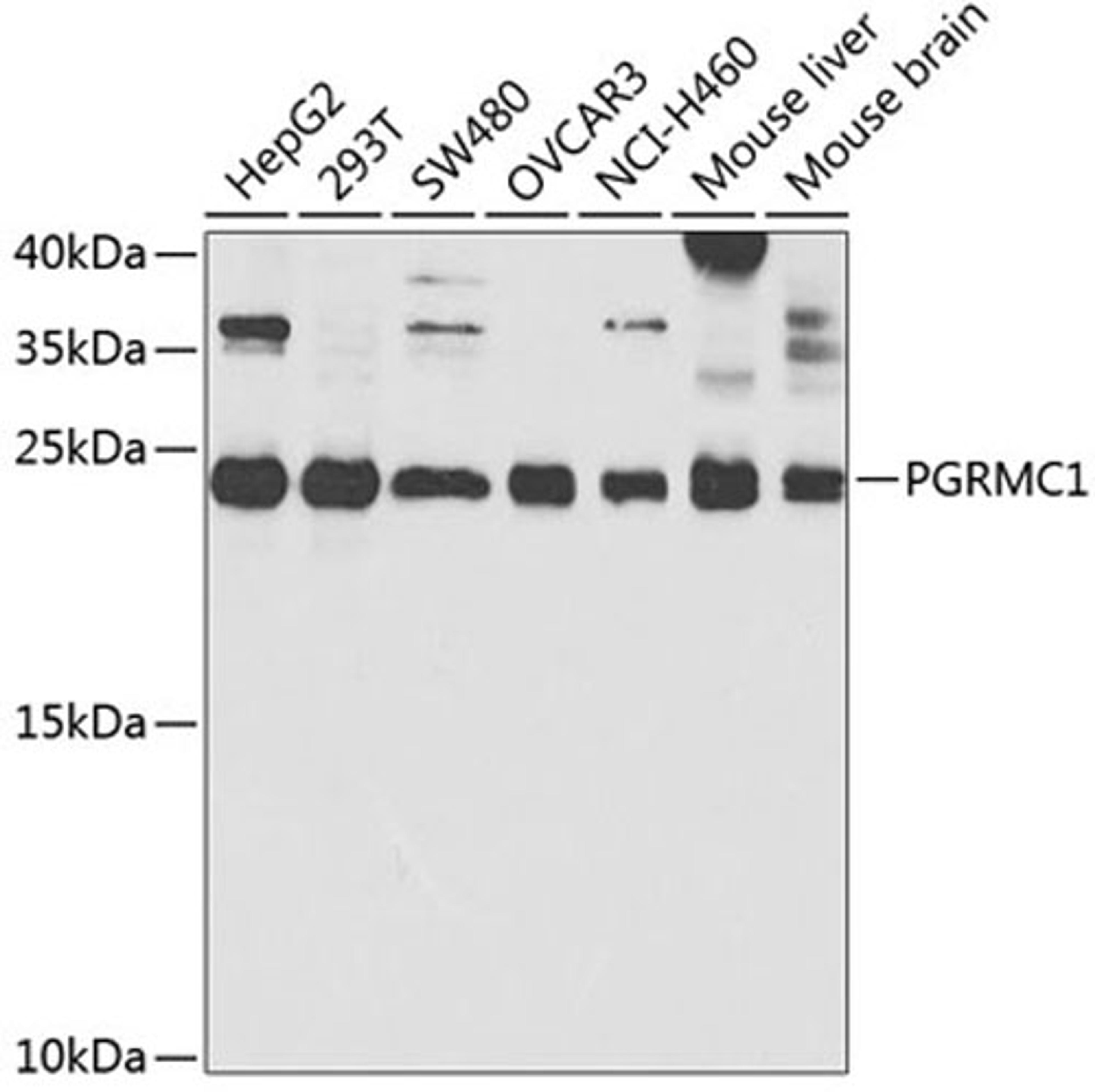 Western blot - PGRMC1 antibody (A5619)