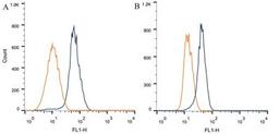 Flow Cytometry: Notch1 Antibody (mN1A) [NB100-78486] - Intracellular flow cytometric staining of 1 x 10^6 CHO (A) and MCF-7 (B) cells using Notch1 antibody (dark blue). Isotype control shown in orange. An antibody concentration of 1 ug/1x10^6 cells was used.