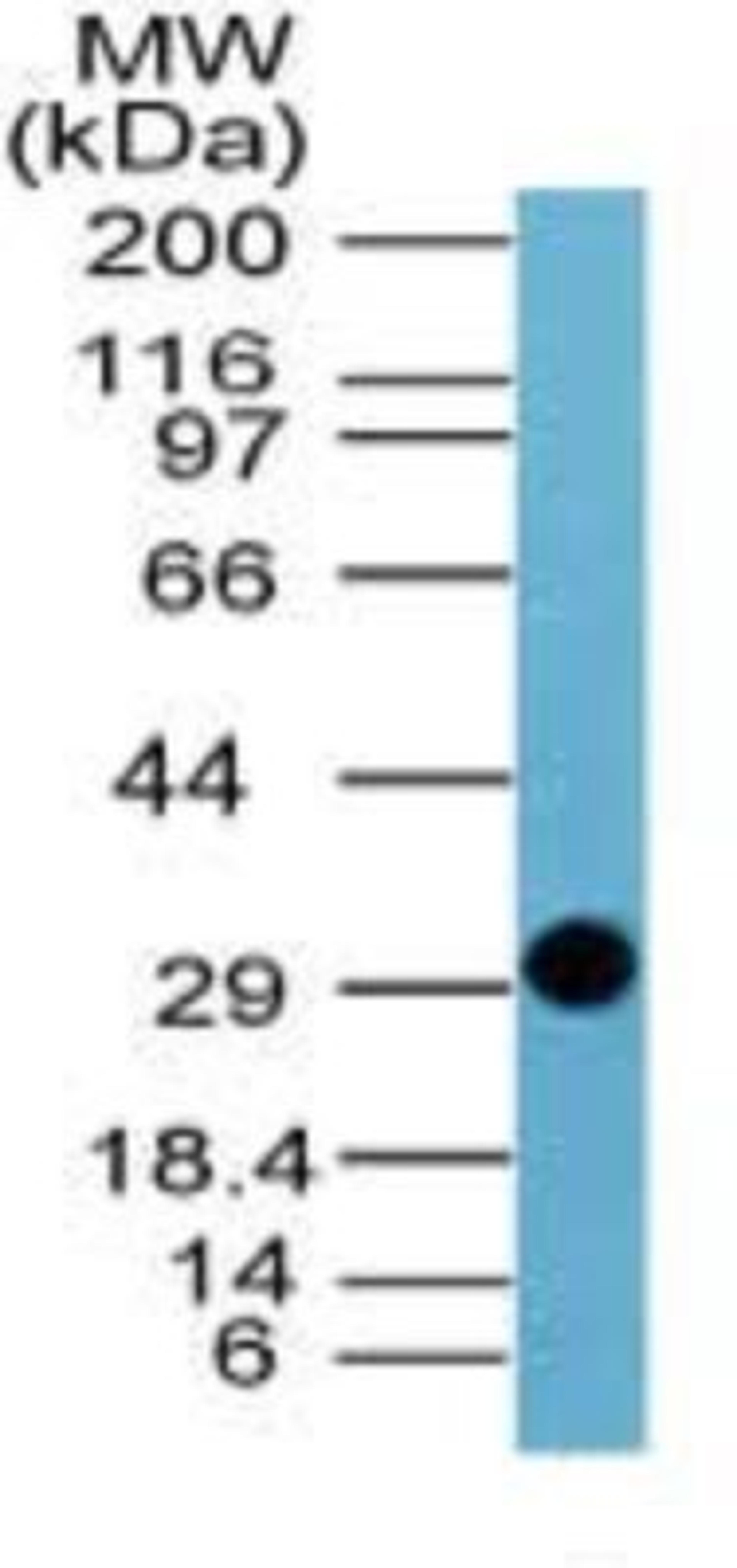 Western Blot: NS1-BP Antibody [NBP2-24567] - Analysis of Influenza A NS in a partial recombinant fusion protein containing amino acids DQKLGDAPFLDRLRRD using this antibody (1 ug/ml).  Goat anti-rabbit Ig HRP secondary antibody and PicoTect ECL substrate solution were used for this test.