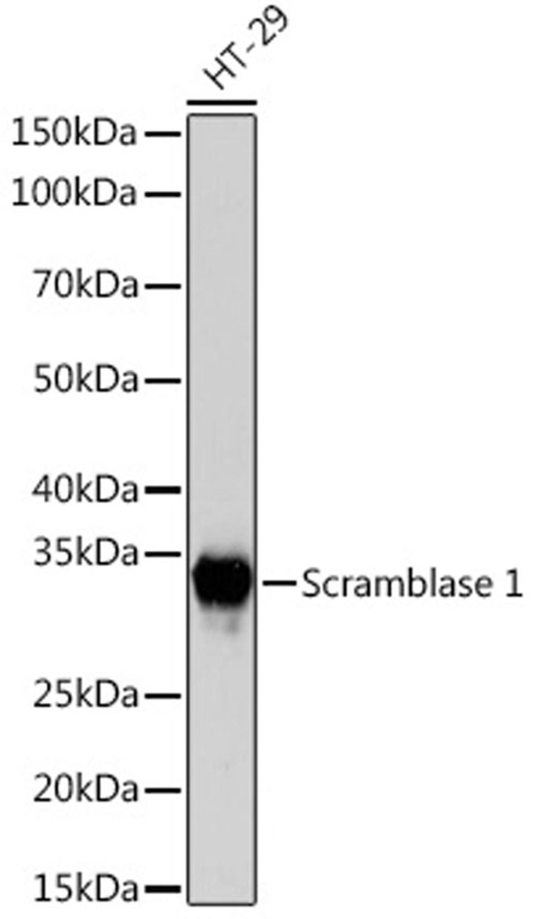 Western blot - Scramblase 1 Rabbit mAb (A3430)