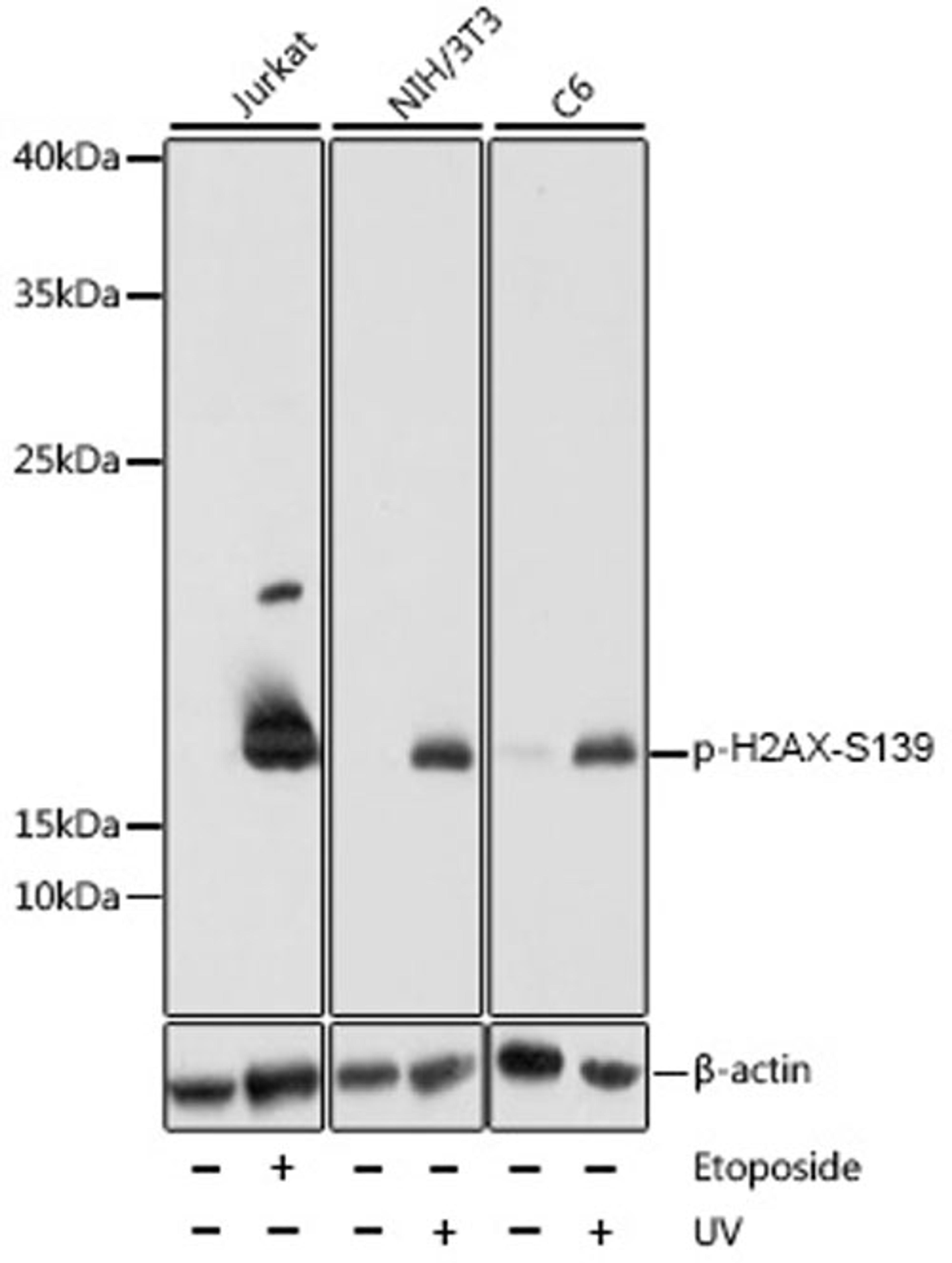 Western blot - Phospho-Histone H2AX-S139 antibody (AP0099)