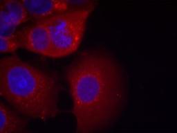 Immunocytochemistry/Immunofluorescence: GSK3 alpha Antibody [NB100-81943] - Staining of methanol-fixed MCF7 cells using GSK3a(Ab-21) antibody