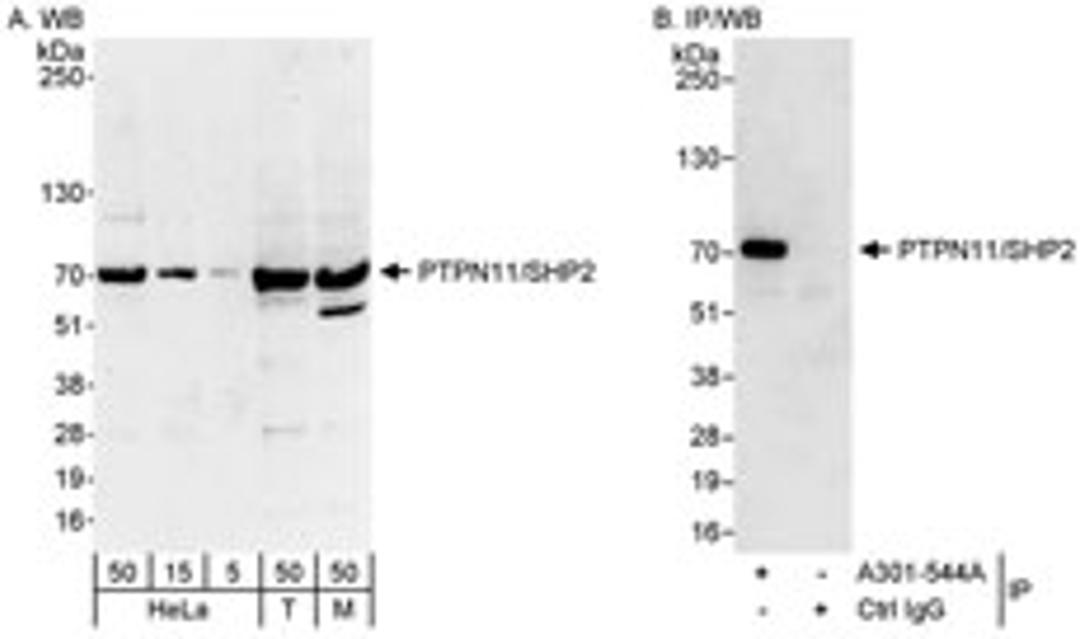 Detection of human and mouse PTPN11/SHP2 by western blot (h&m) and immunoprecipitation (h).