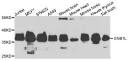 Western blot analysis of extracts of various cells using GNB1L antibody