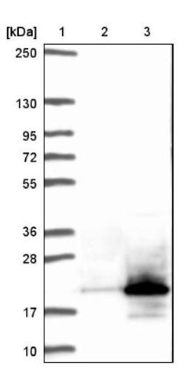 Western Blot: CCDC153 Antibody [NBP1-93549] - Lane 1: Marker [kDa] 250, 130, 95, 72, 55, 36, 28, 17, 10<br/>Lane 2: Negative control (vector only transfected HEK293T lysate)<br/>Lane 3: Over-expression lysate (Co-expressed with a C-terminal myc-DDK tag (~3.1 kDa) in mammalian HEK293T cells, LY422411)