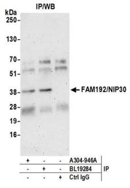 Detection of human FAM192/NIP30 by western blot of immunoprecipitates.