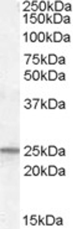 46-174 (0.1ug/ml) staining of Human Kidney lysate (35ug protein in RIPA buffer). Primary incubation was 1 hour. Detected by chemiluminescence.