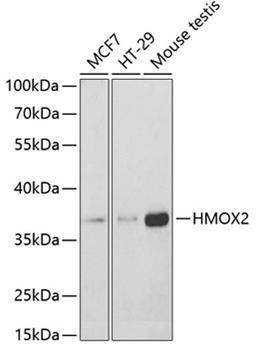 Western blot - HMOX2 antibody (A2745)