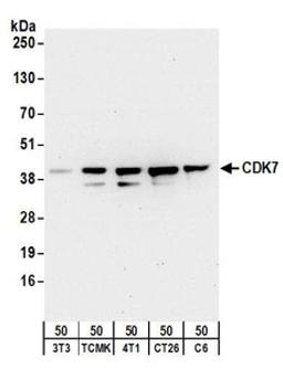 Detection of mouse and rat CDK7 by western blot.