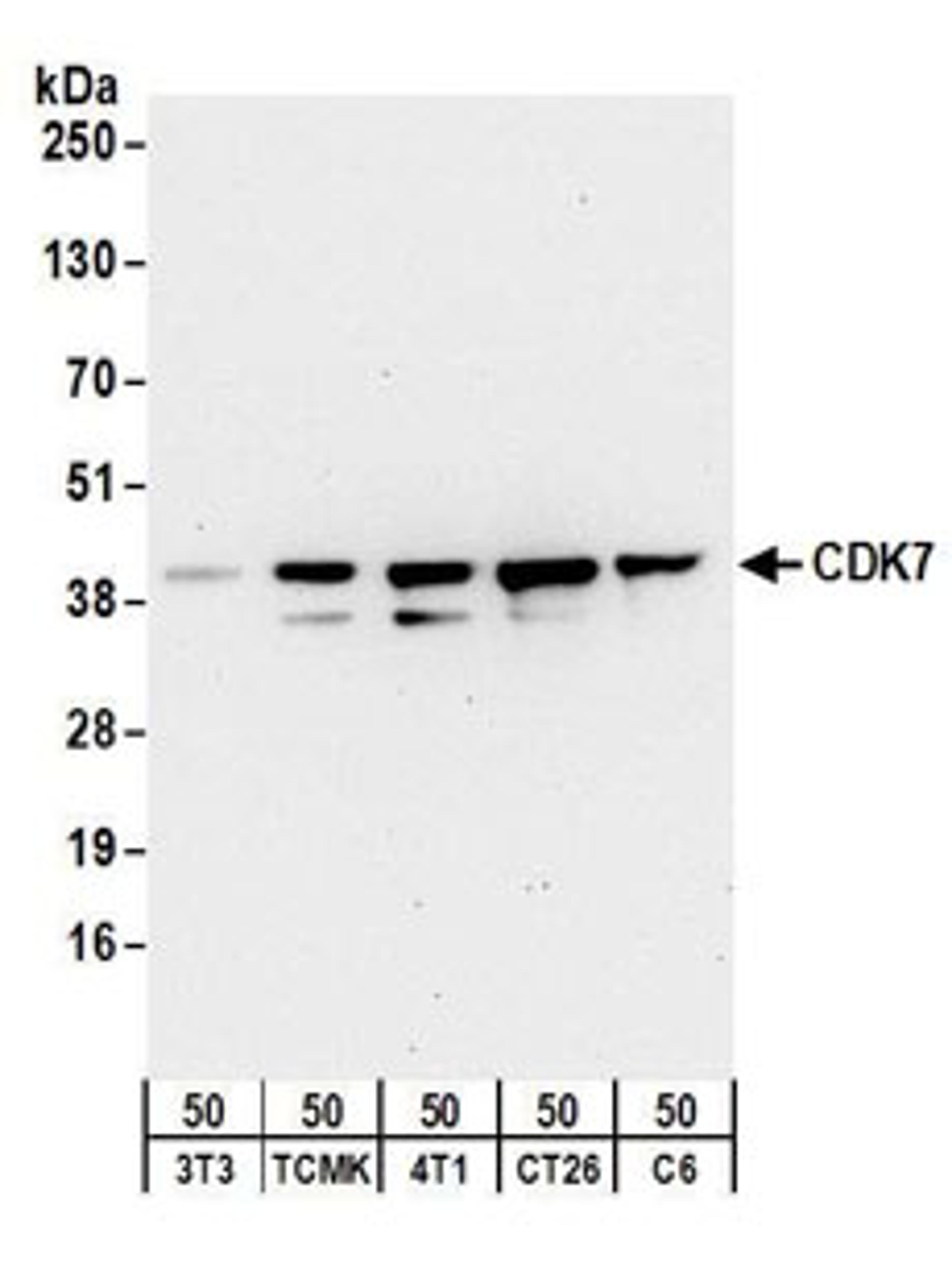 Detection of mouse and rat CDK7 by western blot.