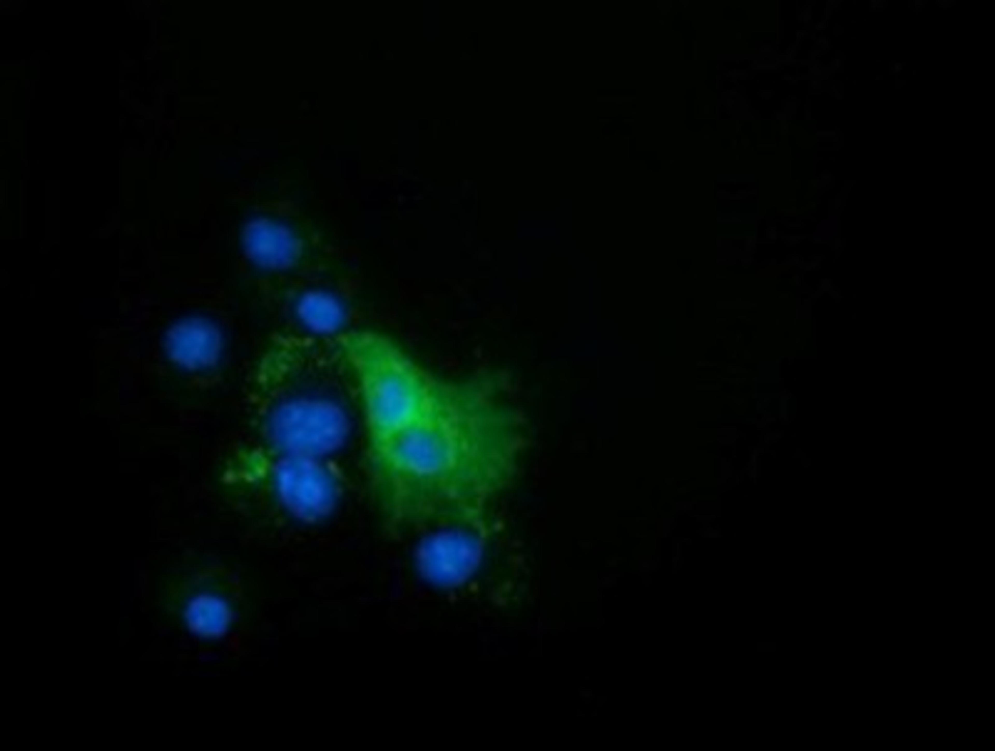 Immunocytochemistry/Immunofluorescence: EPHX2 Antibody (1A6) [NBP2-02948] - Staining of COS7 cells transiently transfected by pCMV6-ENTRY EPHX2.