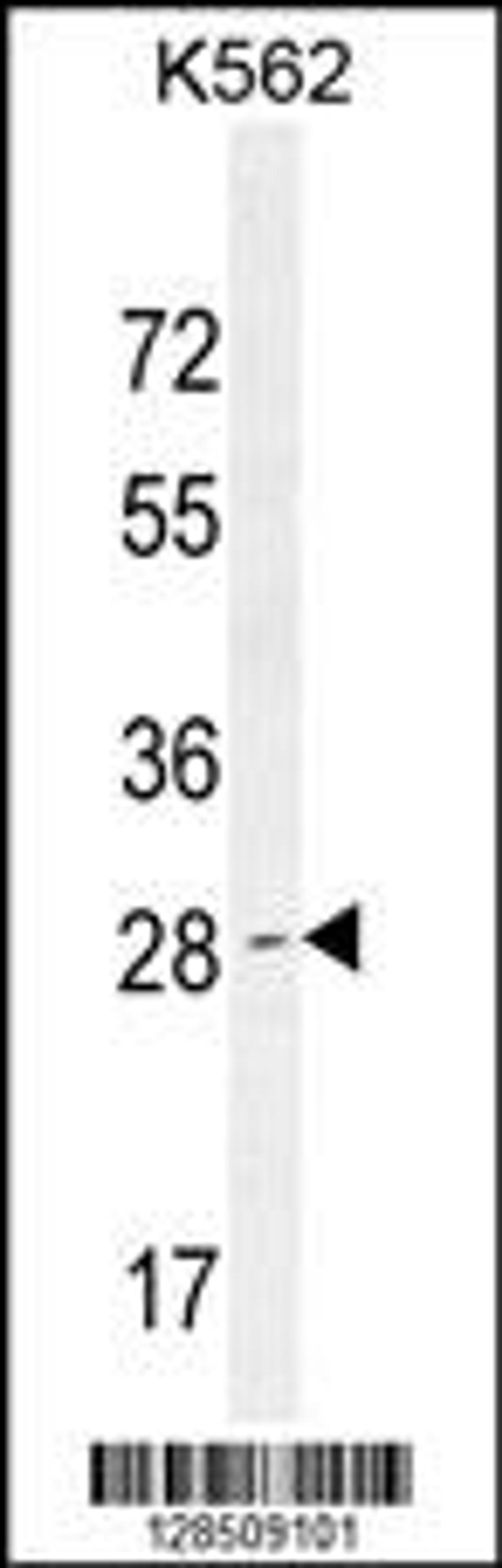 Western blot analysis in K562 cell line lysates (35ug/lane).