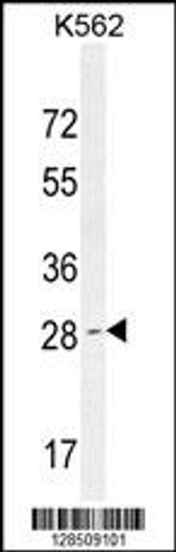 Western blot analysis in K562 cell line lysates (35ug/lane).