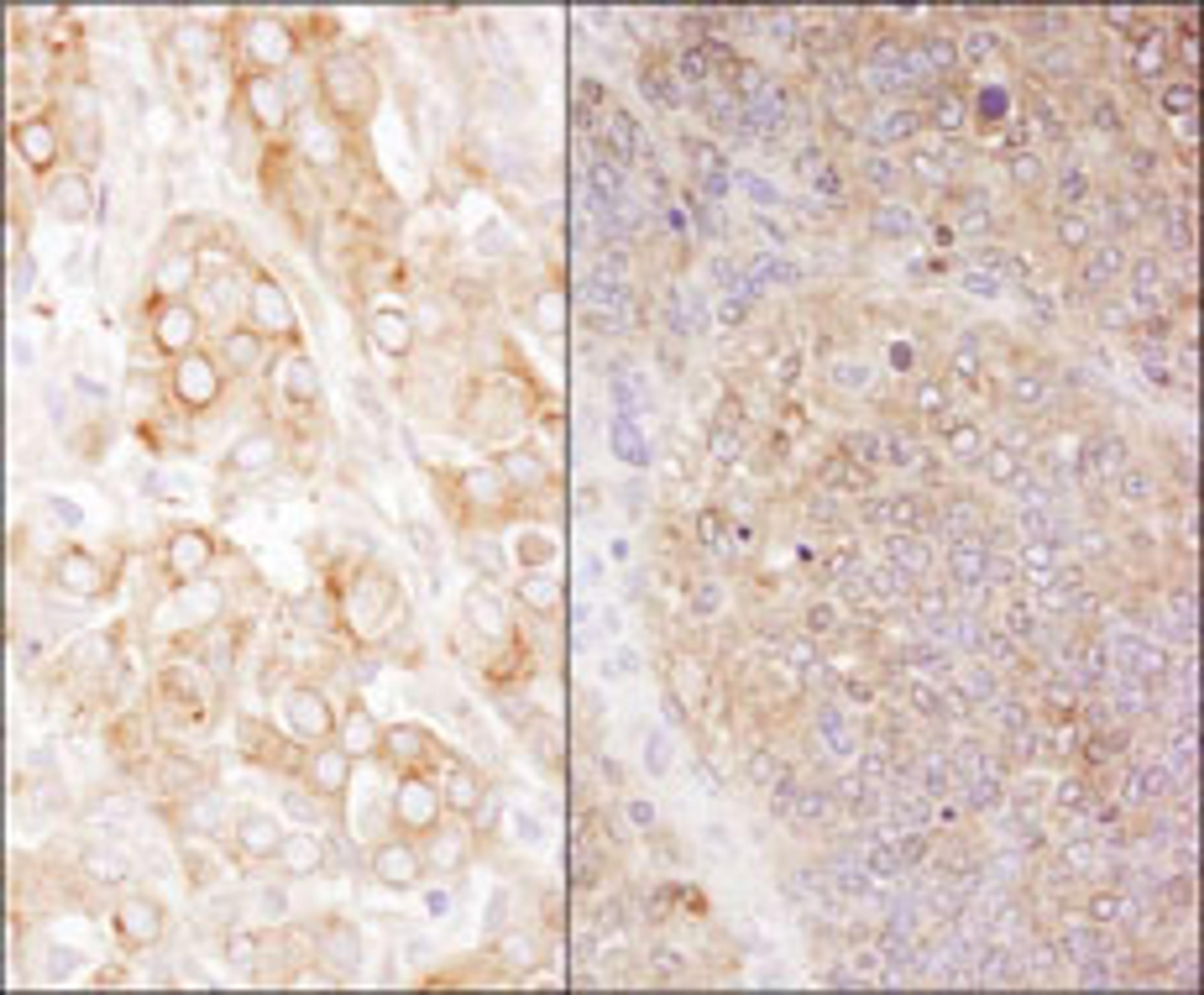 Detection of human and mouse eEF2 by immunohistochemistry.