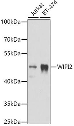 Western blot - WIPI2 antibody (A7537)