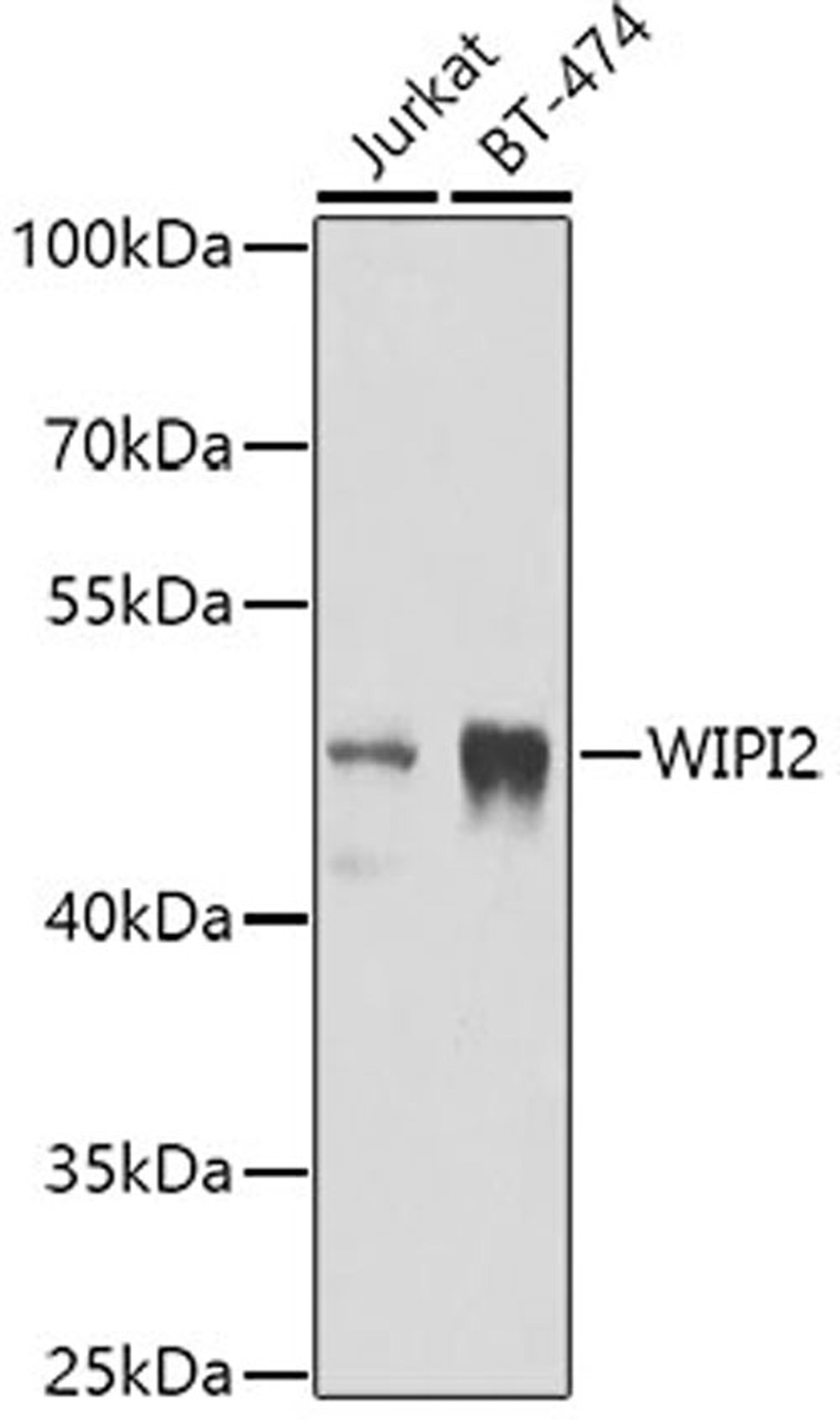 Western blot - WIPI2 antibody (A7537)