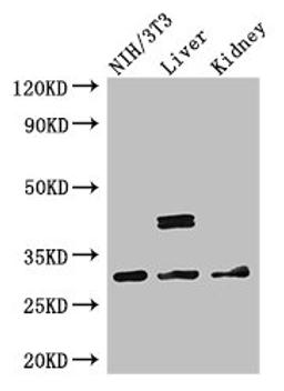 Western Blot. Positive WB detected in: NIH/3T3 whole cell lysate, Mouse liver tissue, Mouse kidney tissue. All lanes: MTAP antibody at 2.7ug/ml. Secondary. Goat polyclonal to rabbit IgG at 1/50000 dilution. Predicted band size: 32, 39, 37, 31, 34, 33, 27 kDa. Observed band size: 32, 39 kDa. 