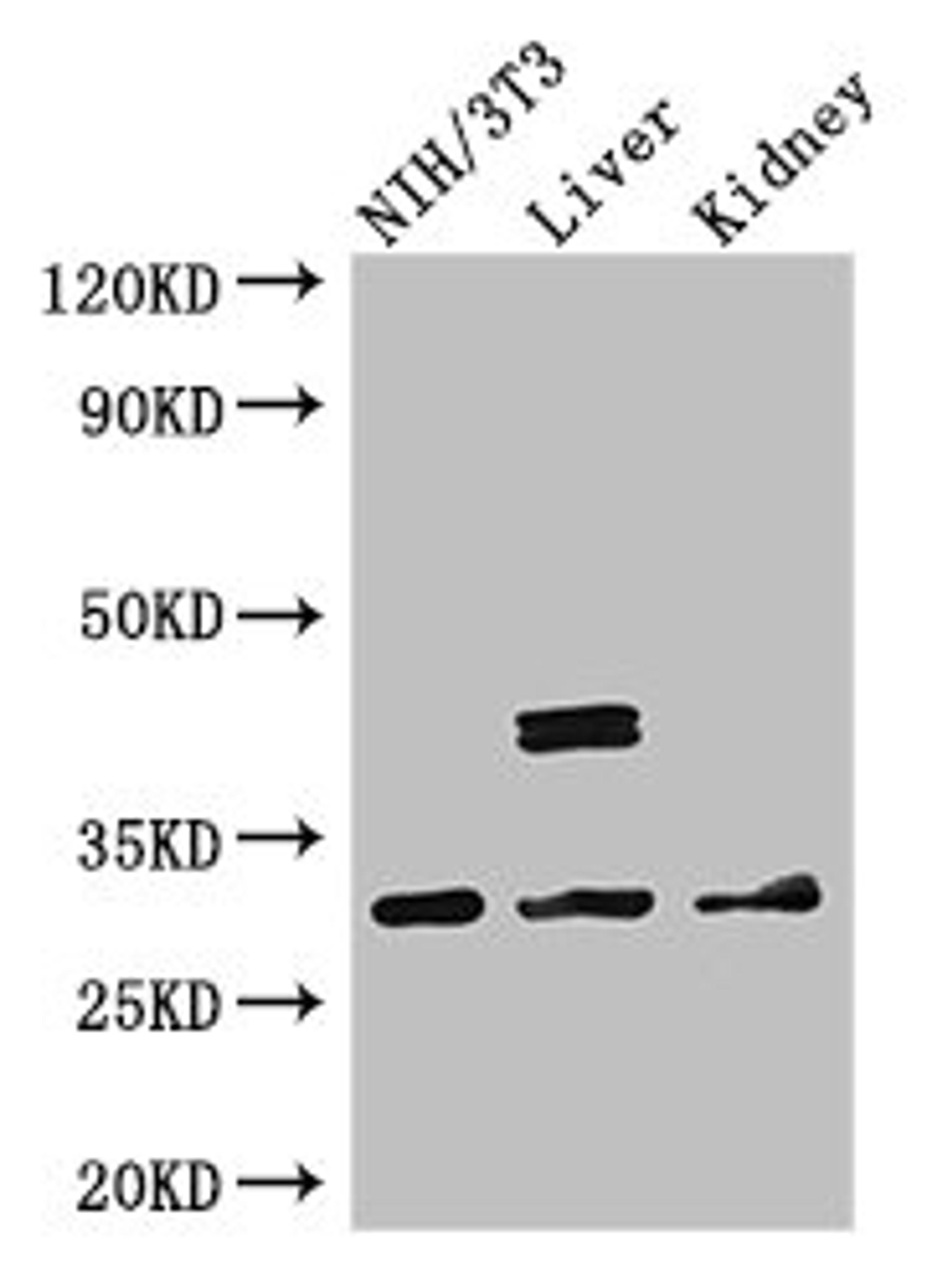 Western Blot. Positive WB detected in: NIH/3T3 whole cell lysate, Mouse liver tissue, Mouse kidney tissue. All lanes: MTAP antibody at 2.7ug/ml. Secondary. Goat polyclonal to rabbit IgG at 1/50000 dilution. Predicted band size: 32, 39, 37, 31, 34, 33, 27 kDa. Observed band size: 32, 39 kDa. 
