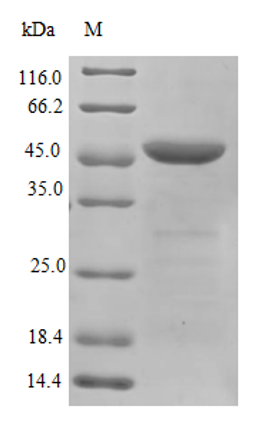 (Tris-Glycine gel) Discontinuous SDS-PAGE (reduced) with 5% enrichment gel and 15% separation gel.