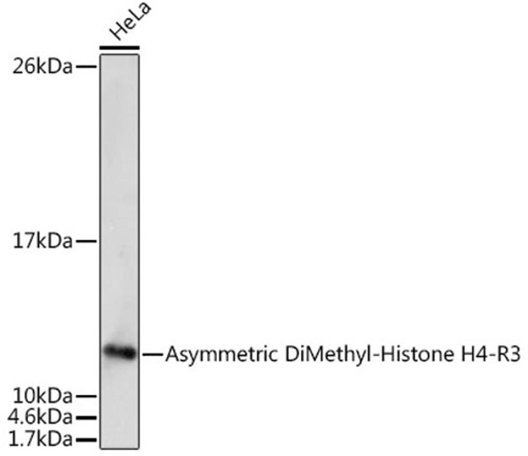 Western blot - Asymmetric DiMethyl-Histone H4-R3 Rabbit pAb (A7261)