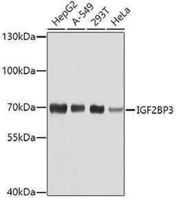 Western blot - IGF2BP3 antibody (A4444)