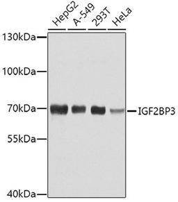 Western blot - IGF2BP3 antibody (A4444)