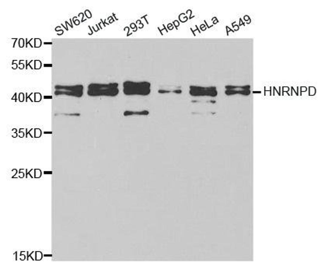 Western blot analysis of extracts of various cell lines using HNRNPD antibody