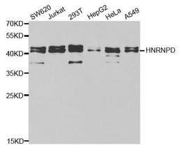 Western blot analysis of extracts of various cell lines using HNRNPD antibody