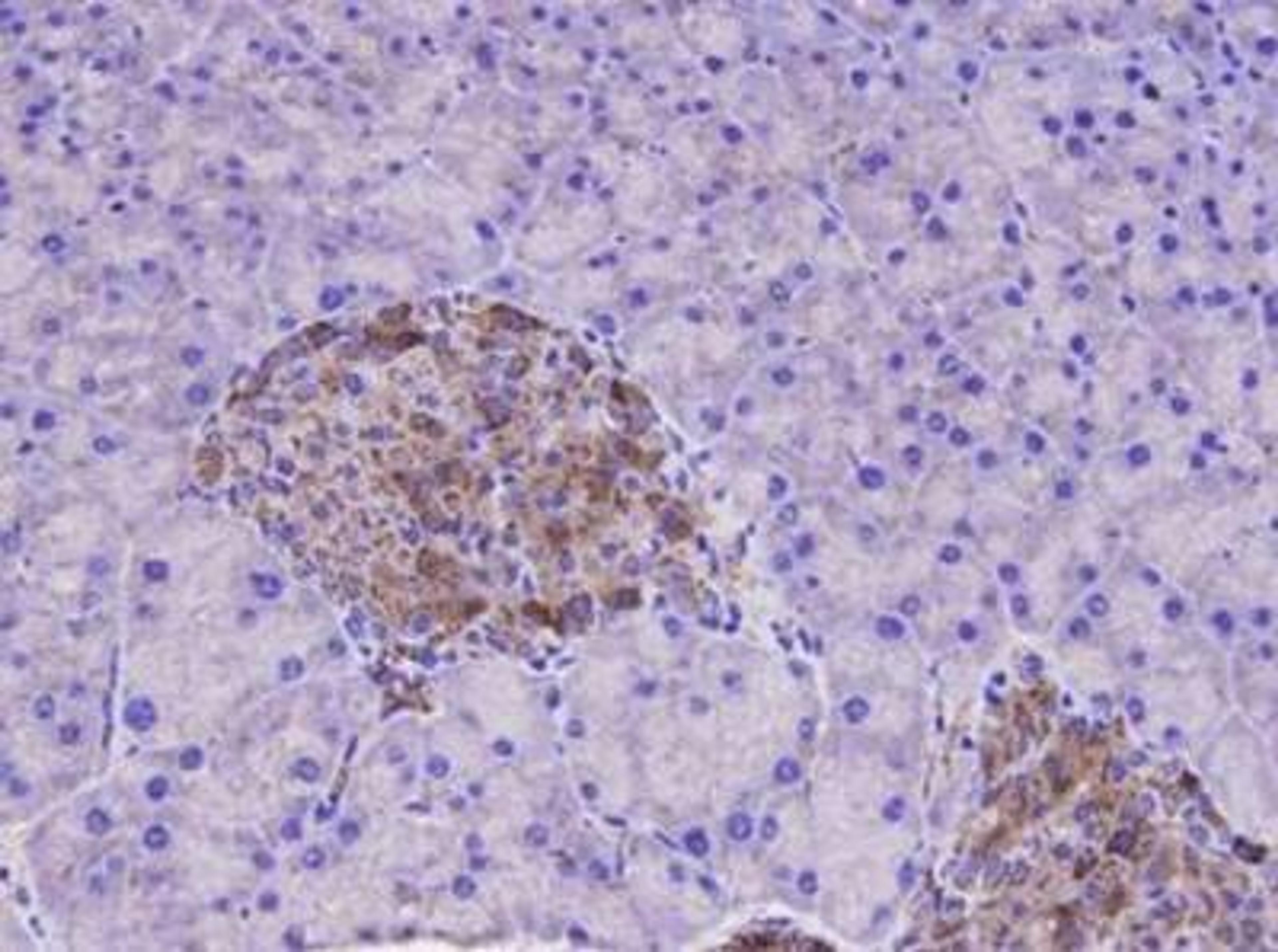 Immunohistochemical staining of mouse pancreas tissue using Sequestosome-1 antibody