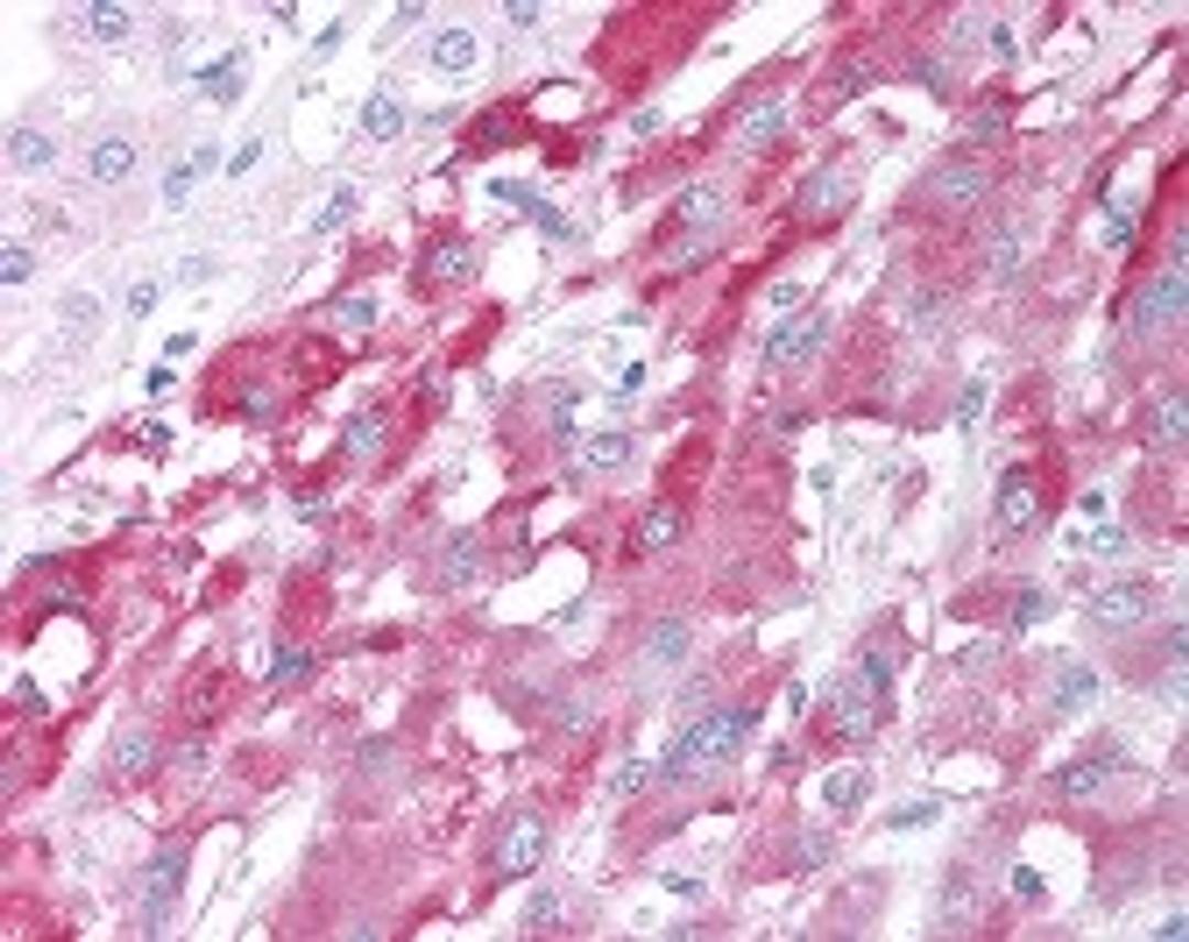 Immunohistochemistry staining of HAP1 in adrenal tissue using HAP1 Antibody.