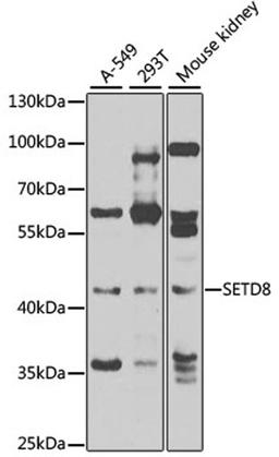 Western blot - SETD8 antibody (A7305)