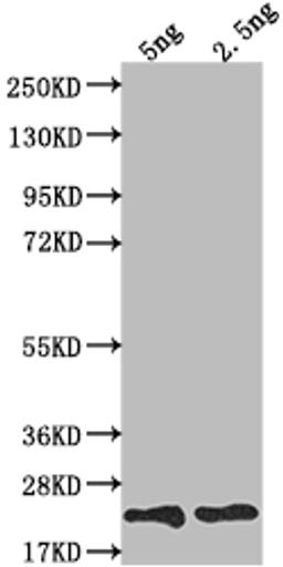 Western Blot. Positive WB detected in Recombinant protein. All lanes: TRBC2 antibody at 1:2000. Secondary. Goat polyclonal to rabbit IgG at 1/50000 dilution. Predicted band size: 19.7 kDa. Observed band size: 20 kDa.