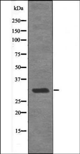 Western blot analysis of Mouse braintissue lysates using MBP -Phospho-Thr232- antibody