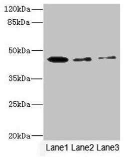 Western blot. All lanes: SIGIRR antibody at 1.77µg/ml. Lane 1: Mouse liver tissue. Lane 2: Mouse kidney tissue. Lane 3: MCF-7 whole cell lysate. Secondary. Goat polyclonal to rabbit IgG at 1/10000 dilution. Predicted band size: 46, 56 kDa. Observed band size: 46 kDa