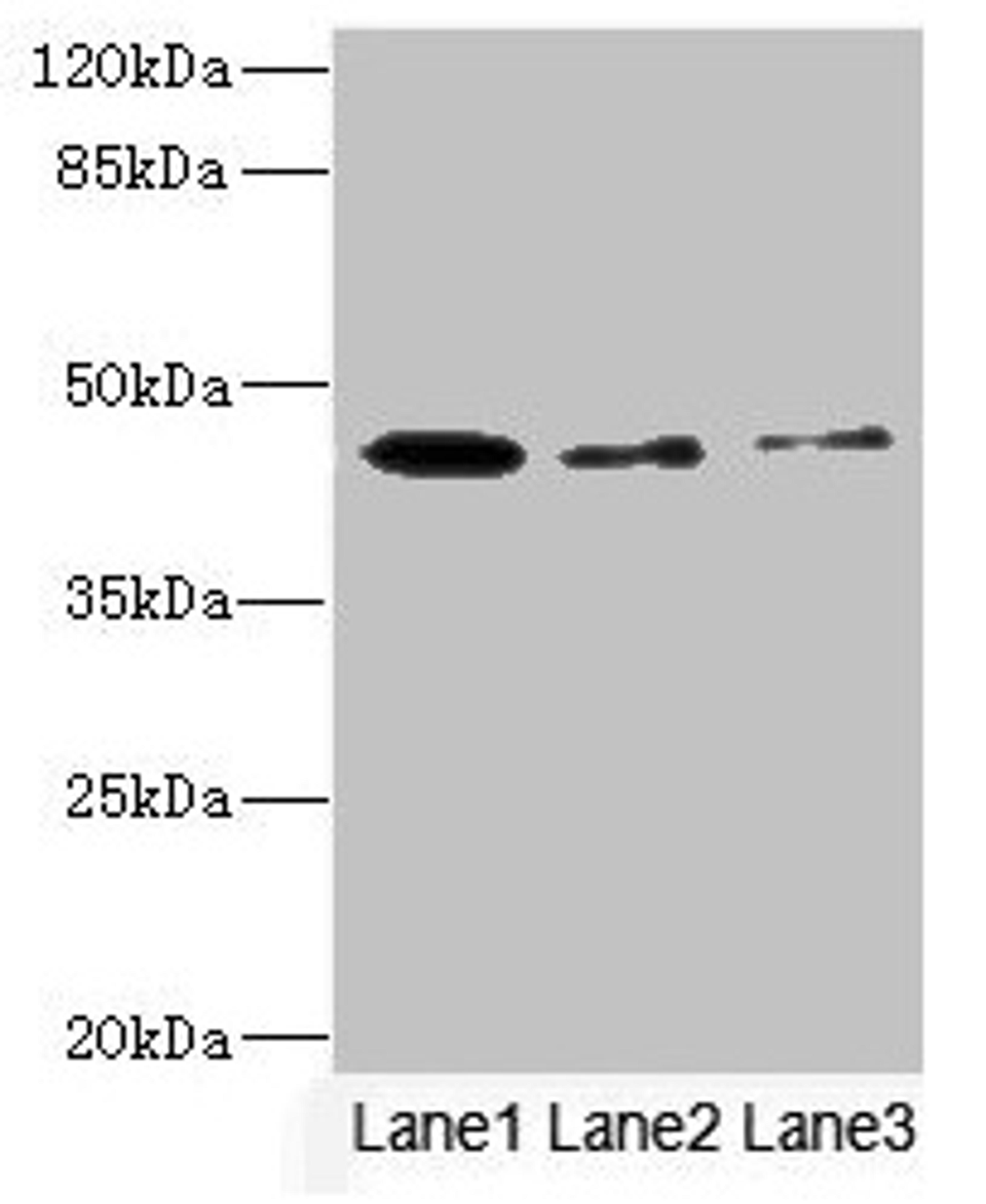 Western blot. All lanes: SIGIRR antibody at 1.77µg/ml. Lane 1: Mouse liver tissue. Lane 2: Mouse kidney tissue. Lane 3: MCF-7 whole cell lysate. Secondary. Goat polyclonal to rabbit IgG at 1/10000 dilution. Predicted band size: 46, 56 kDa. Observed band size: 46 kDa