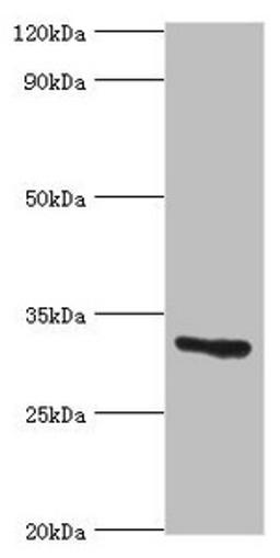 Western blot. All lanes: Caspase-6 antibody at 8ug/ml + Hela whole cell lysate. Secondary. Goat polyclonal to rabbit IgG at 1/10000 dilution. Predicted band size: 34, 23 kDa. Observed band size: 34 kDa. 