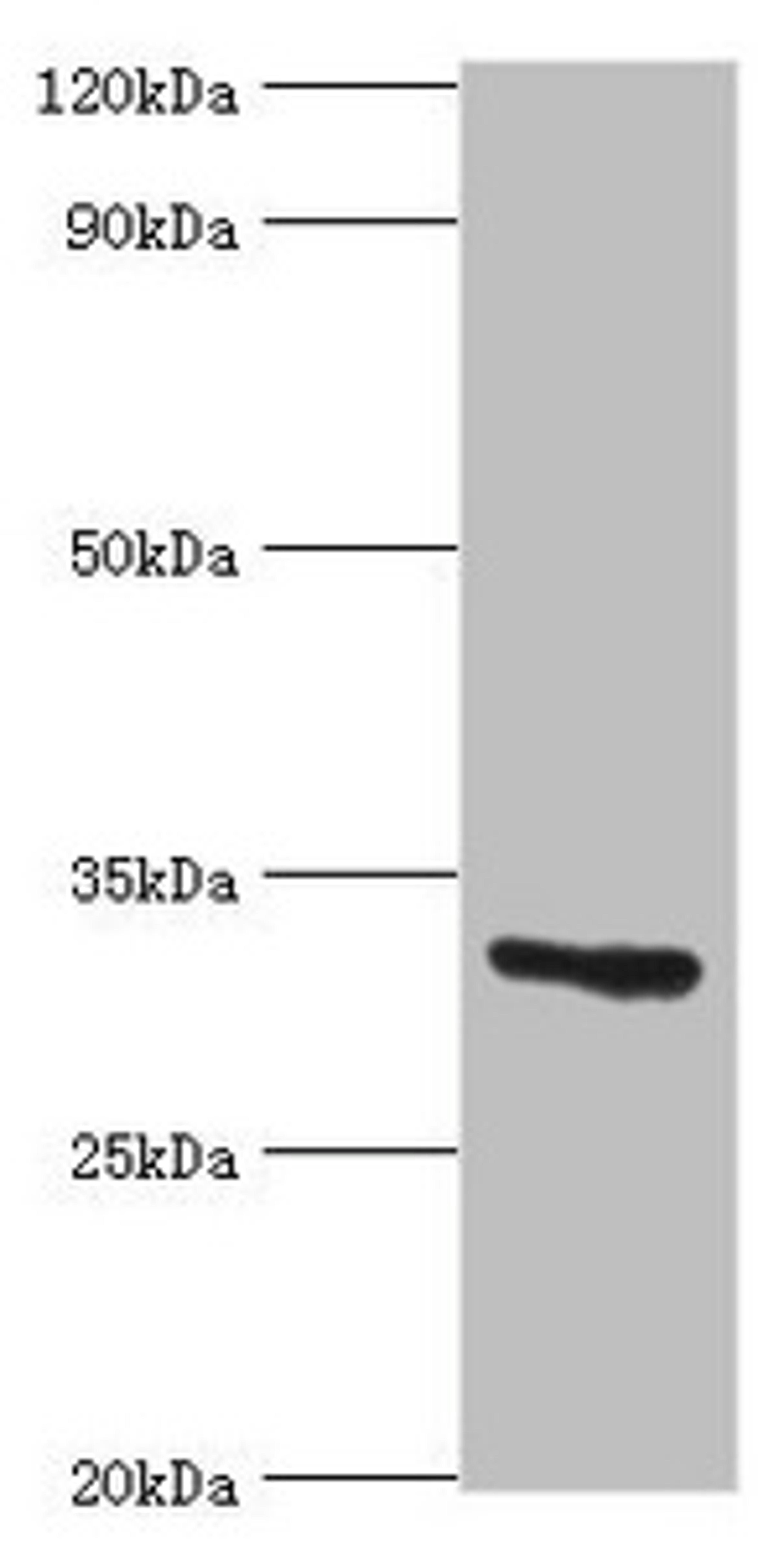 Western blot. All lanes: Caspase-6 antibody at 8ug/ml + Hela whole cell lysate. Secondary. Goat polyclonal to rabbit IgG at 1/10000 dilution. Predicted band size: 34, 23 kDa. Observed band size: 34 kDa. 