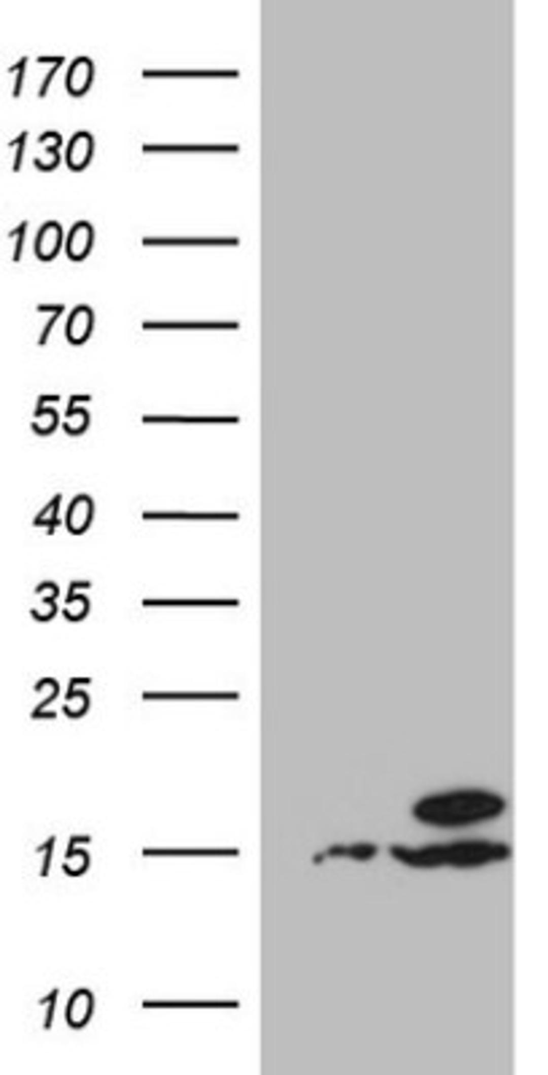 Western Blot: UBA52 Antibody (4F2) [NBP2-46261] - Analysis of HEK293T cells were transfected with the pCMV6-ENTRY control (Left lane) or pCMV6-ENTRY UBA52.