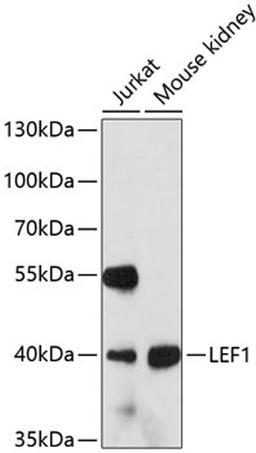 Western blot - LEF1 antibody (A0909)