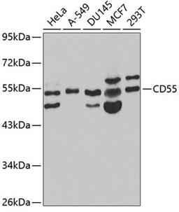 Western blot - CD55 antibody (A1228)