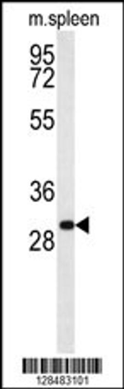 Western blot analysis in mouse spleen tissue lysates (35ug/lane).