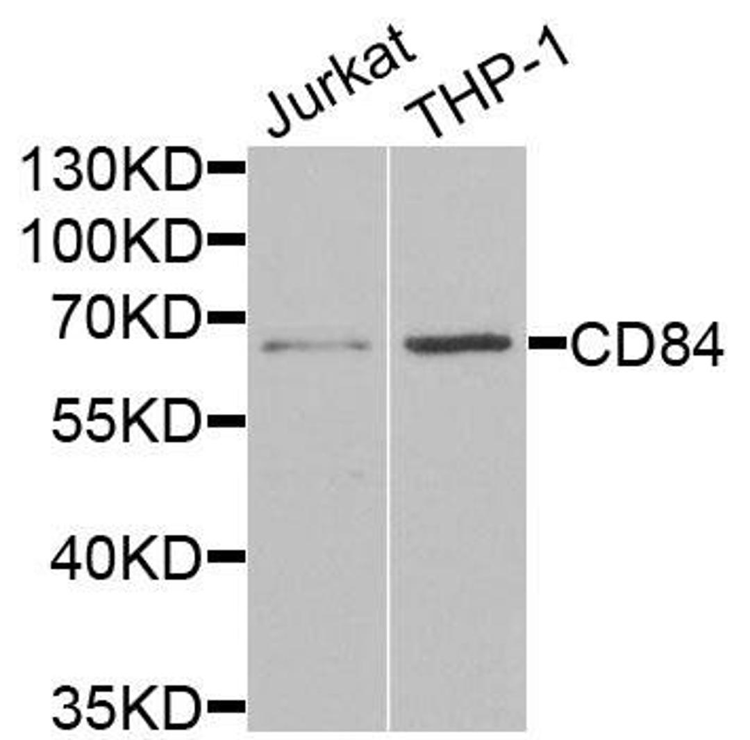 Western blot analysis of extracts of various cells using CD84 antibody