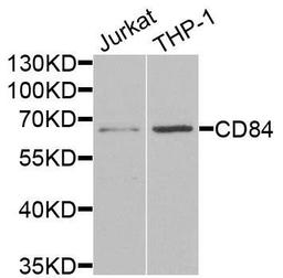 Western blot analysis of extracts of various cells using CD84 antibody