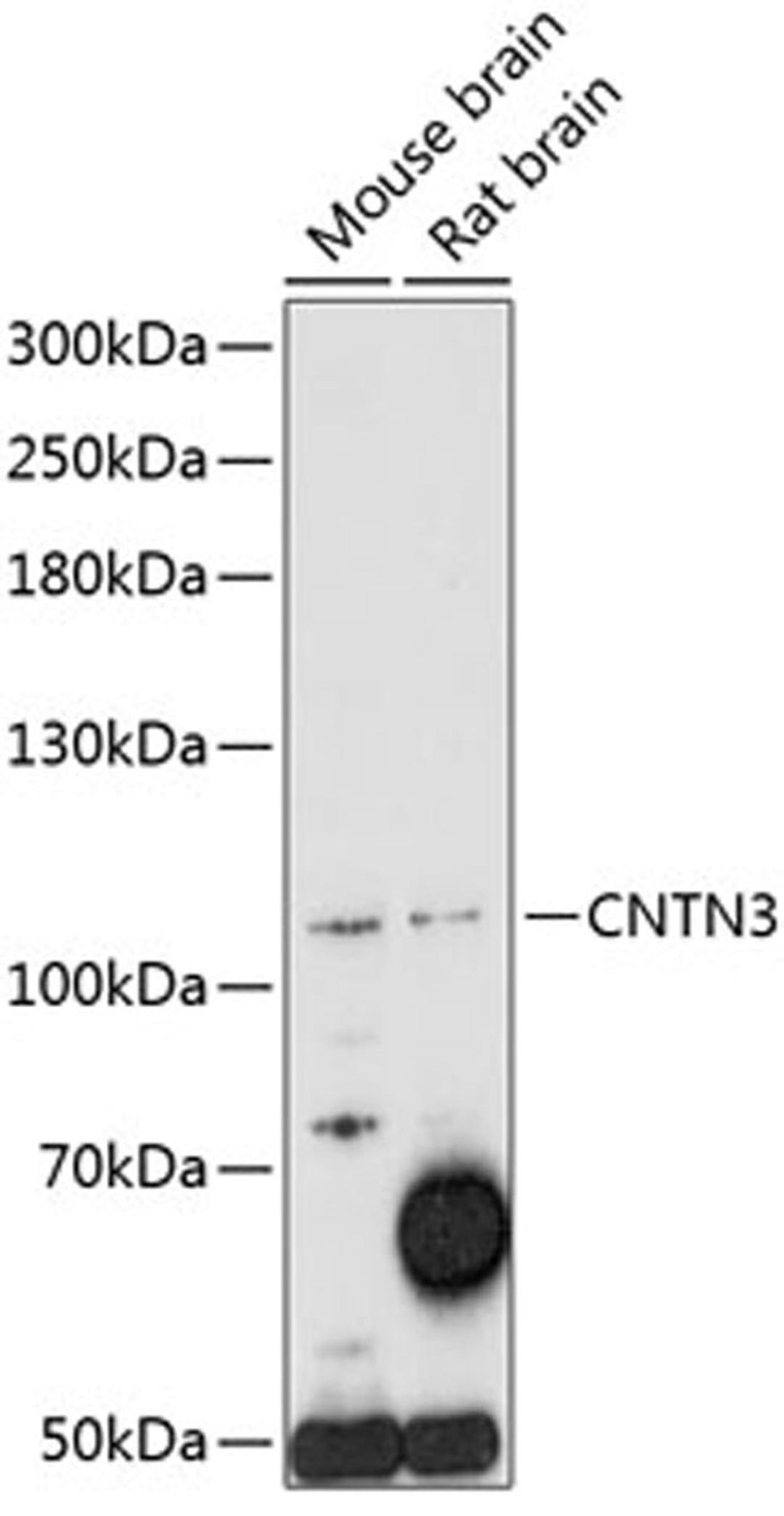 Western blot - CNTN3 antibody (A14759)