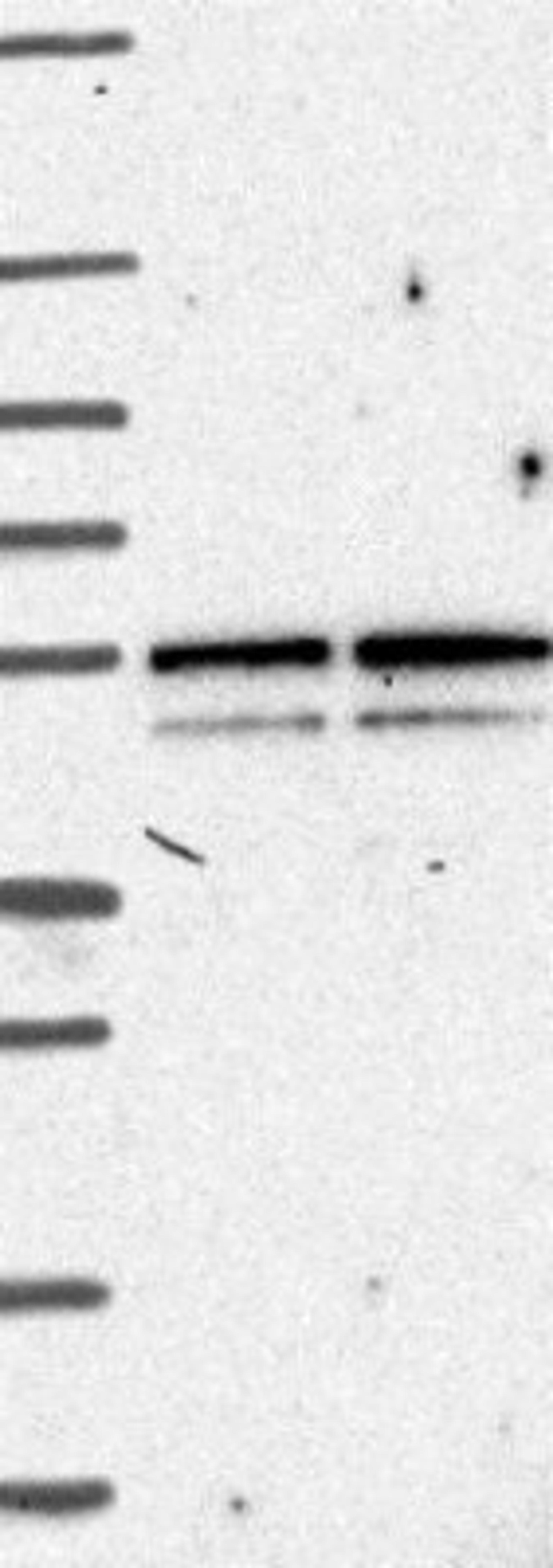 Western Blot: GPR1 Antibody [NBP1-87585] - Lane 1: Marker [kDa] 250, 130, 95, 72, 55, 36, 28, 17, 10<br/>Lane 2: Negative control (vector only transfected HEK293T lysate)<br/>Lane 3: Over-expression Lysate (Co-expressed with a C-terminal myc-DDK tag (~3.1 kDa) in mammalian HEK293T cells)