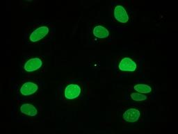 Immunocytochemistry/Immunofluorescence: Lamin A Antibody (133A2) [NBP1-97917] - Immunocytochemical staining of fiboblasts showing nuclear lamina