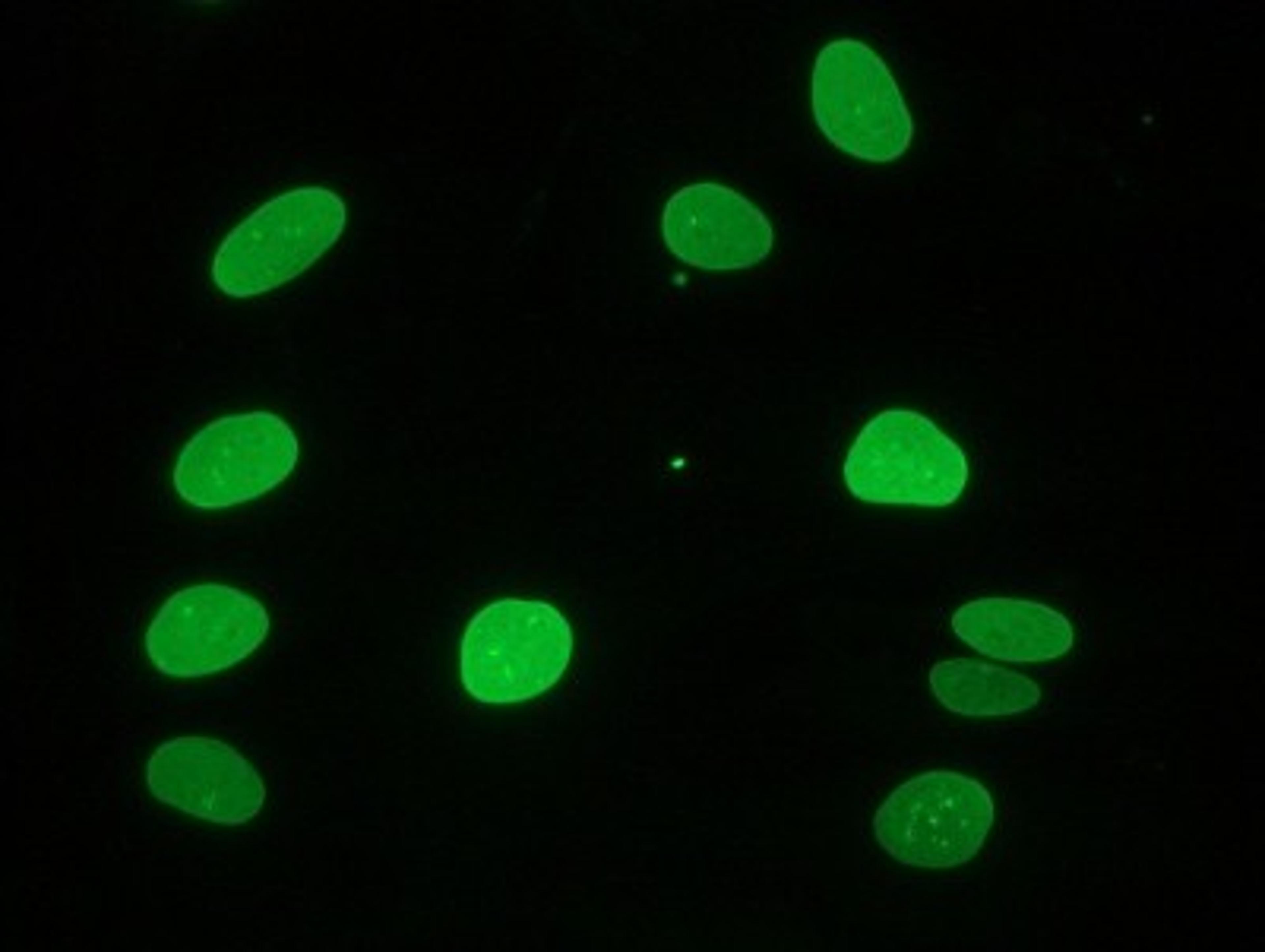 Immunocytochemistry/Immunofluorescence: Lamin A Antibody (133A2) [NBP1-97917] - Immunocytochemical staining of fiboblasts showing nuclear lamina