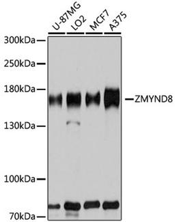 Western blot - ZMYND8 antibody (A8737)