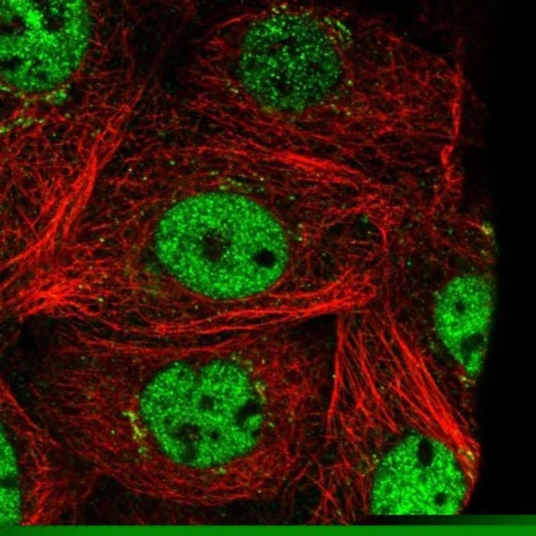 Immunocytochemistry/Immunofluorescence: PRTFDC1 Antibody [NBP1-83261] - Staining of human cell line A-431 shows positivity in nucleus but not nucleoli & golgi apparatus.