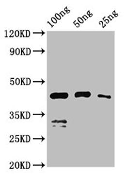 Western Blot. Positive WB detected in Recombinant protein. All lanes: VP1 antibody at 2.7ug/ml. Secondary. Goat polyclonal to rabbit IgG at 1/50000 dilution. Predicted band size: 44 kDa. Observed band size: 44 kDa. 